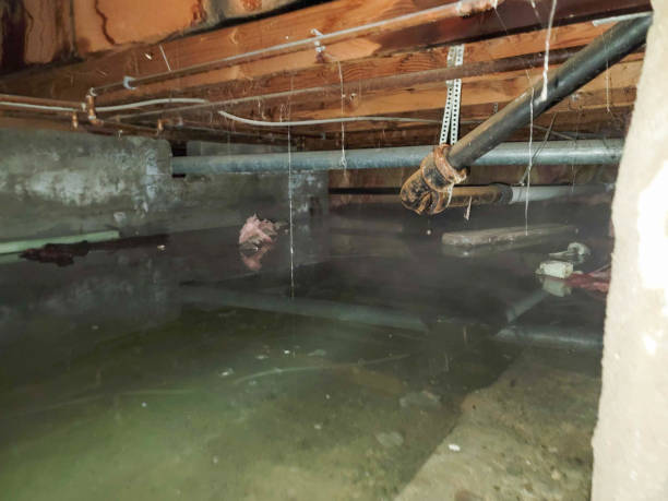  Greensboro, AL Water damage restoration Pros