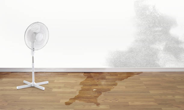Best Mold removal after water damage  in Greensboro, AL