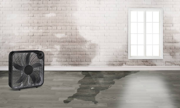 Best Sewage cleanup and water damage restoration  in Greensboro, AL
